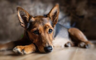 La ansiedad en los animales: un problema más común de lo que crees